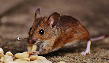 24 Hour & Emergency Exterminators in Gabelsville, PA